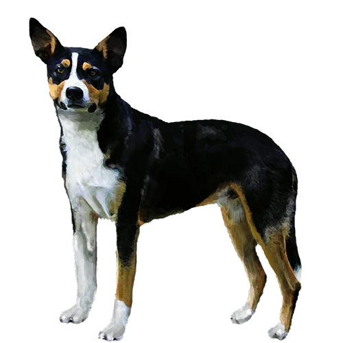 New Zealand Dog Breeds Handsome, Hard Working Huntaways | Stuff