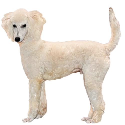 Moyen Poodle - Full Breed Profile