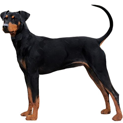 German Pinscher - Full Breed Profile